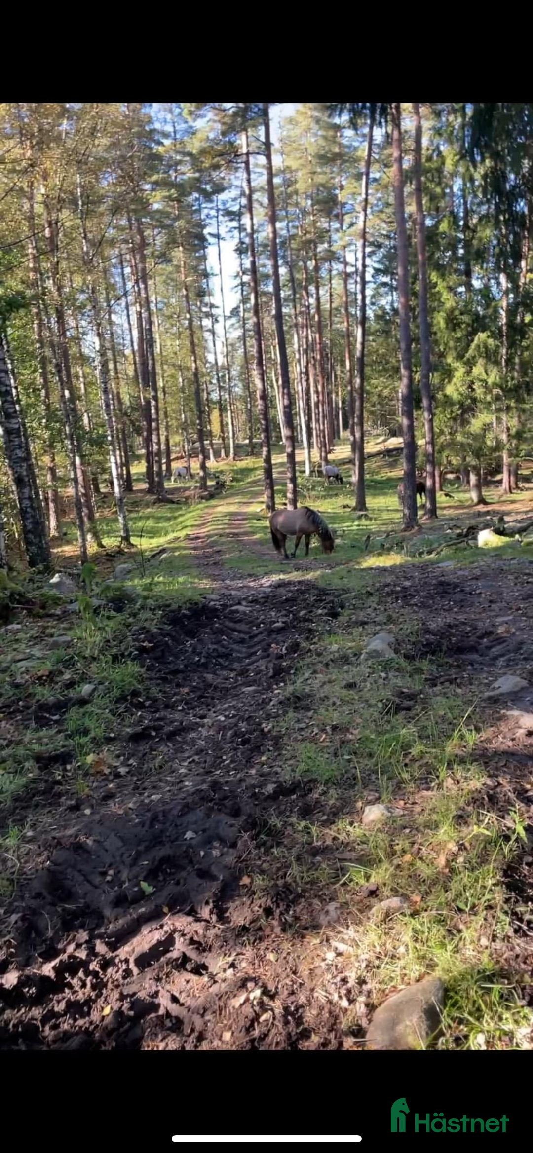  stallplats finnes: Lösdriftsplats för islandshäst i Lindome i Lindome - Annons 4