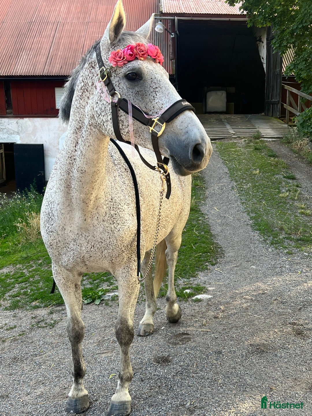  medryttarhäst finnes: Trevligt sto söker medryttare i Ekerö - Bild 7