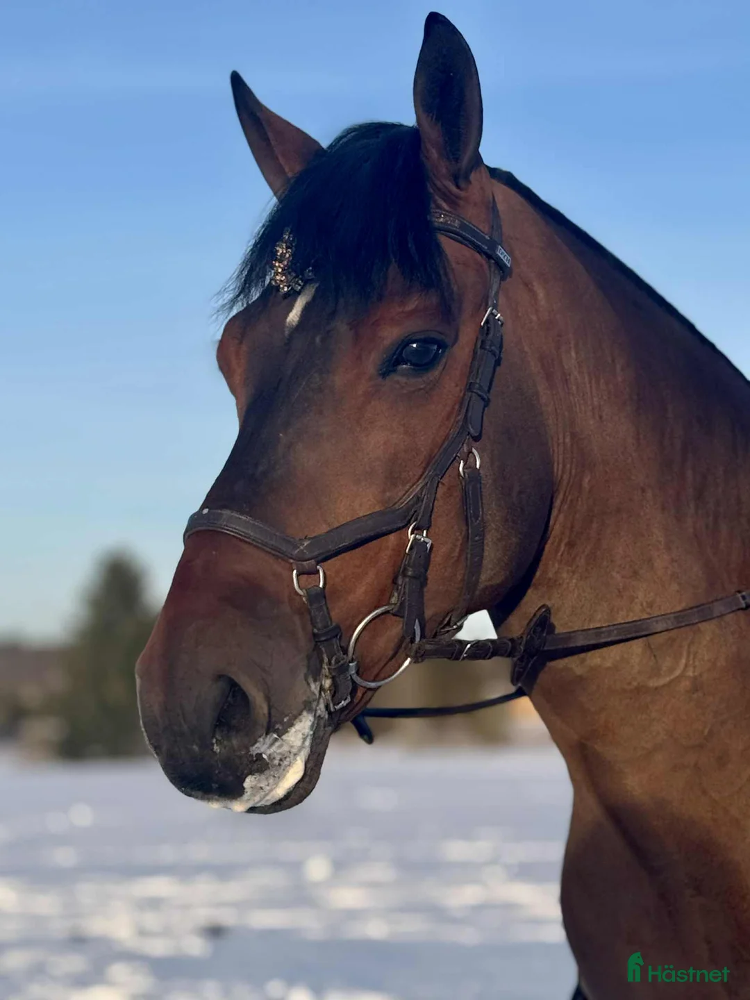 Allround hästar till salu: Trygg och okomplicerad valack i Sala - Annons 9