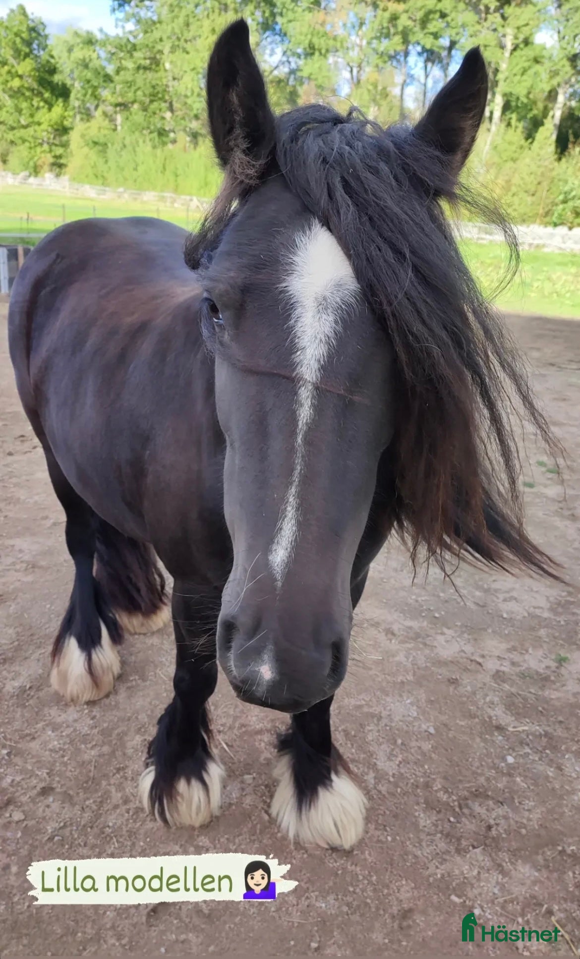  hästar Tinkersto tanthäst, mor/äldre dotter? - Annons 4