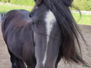 hästar Tinkersto tanthäst, mor/äldre dotter? - Annons 4