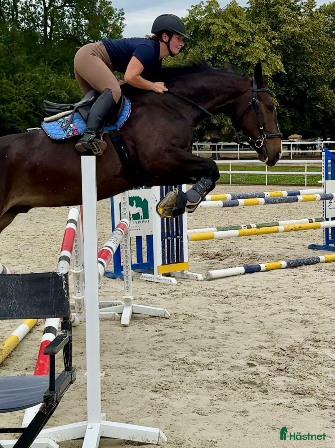 Allround hästar till salu: 🤍Beautiful Warmblood Gelding–True Best Friend!🤍 i Stockholm - Bild 6