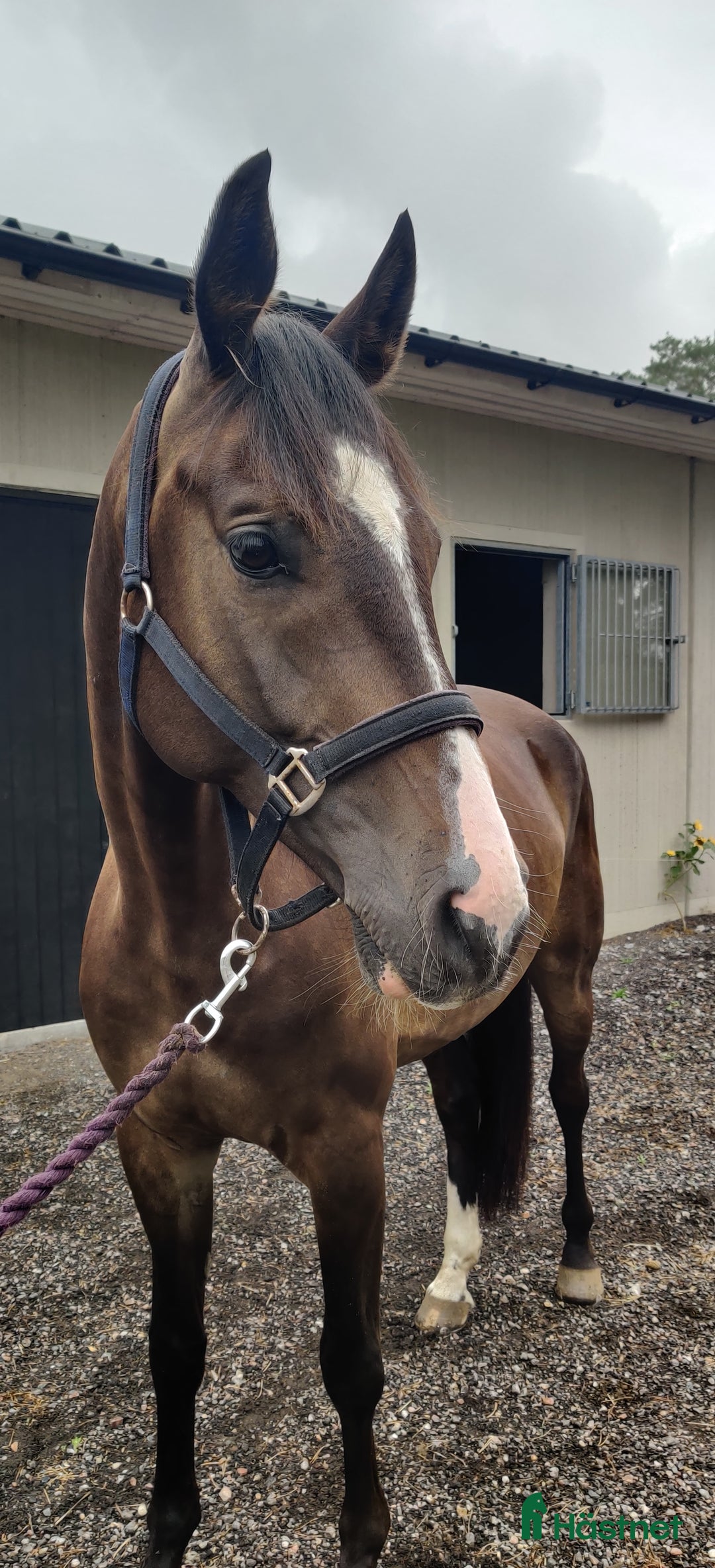 Hoppning hästar till salu: Lovande 5 åring i Blentarp - Annons 2