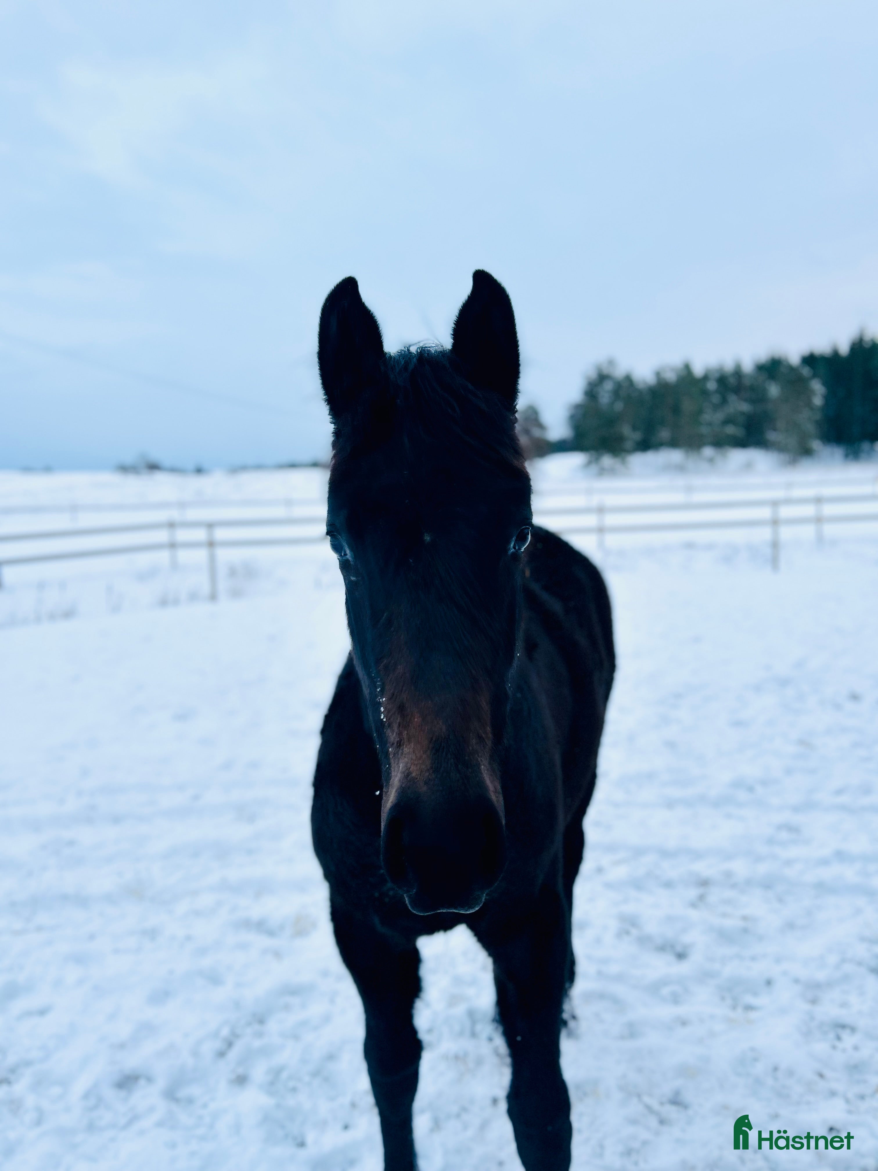  hästar Skynda fynda framtidshopp med toppmöderne 🌟 i Söderköping - Annons 15