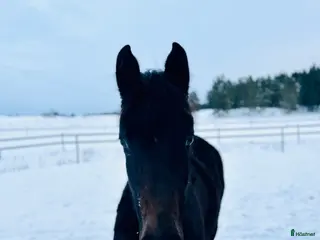 hästar Skynda fynda framtidshopp med toppmöderne 🌟 i Söderköping - Annons 17
