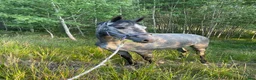 Hoppning hästar till salu: Modig och trevlig fyraåring - Annons 2