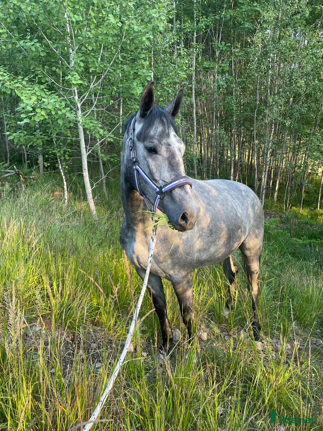 Hoppning hästar till salu: Modig och trevlig fyraåring - Annons 2