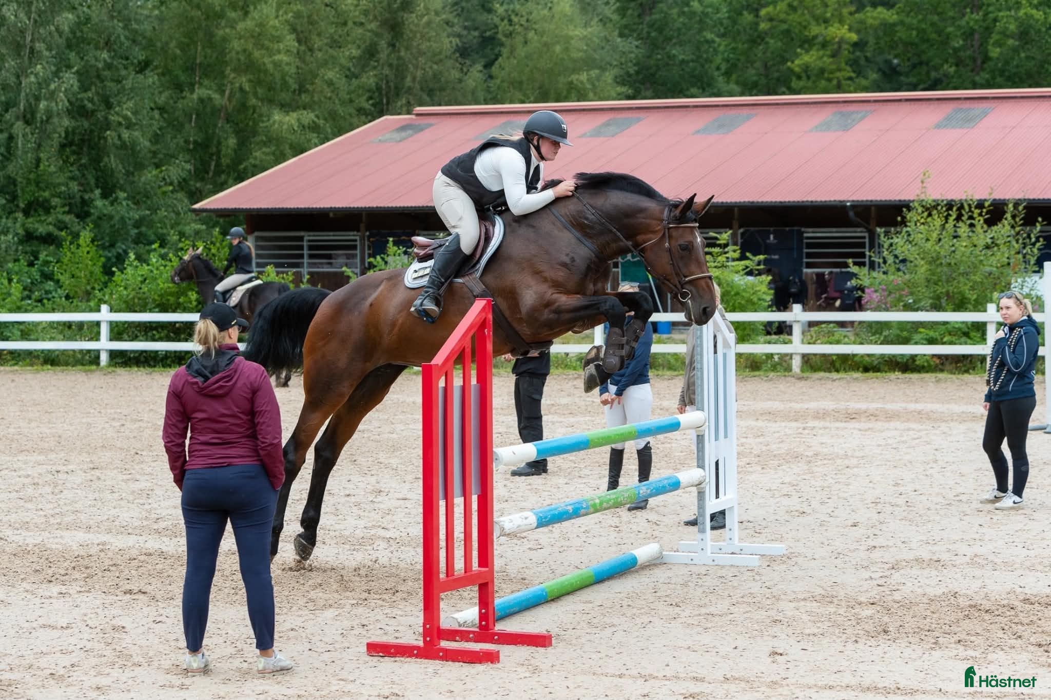  hästar Maffigt sto med spänst! - Annons 2