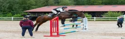 Hoppning hästar till salu: Maffigt sto med spänst! - Annons 2