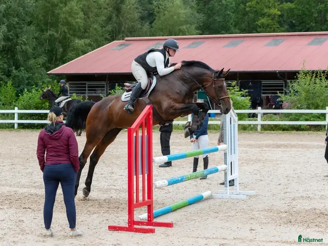 hästar till salu: Maffigt sto med spänst! - Annons 2
