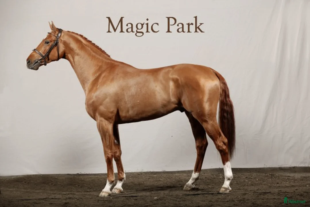 Hoppning hästar till salu: Lovande hopphäst - Annons 2