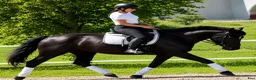 Allround hästar till salu: Silesian Black Princess  - Annons 5
