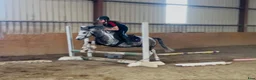 Allround hästar till salu: 6yo gelding 128cm - Annons 7