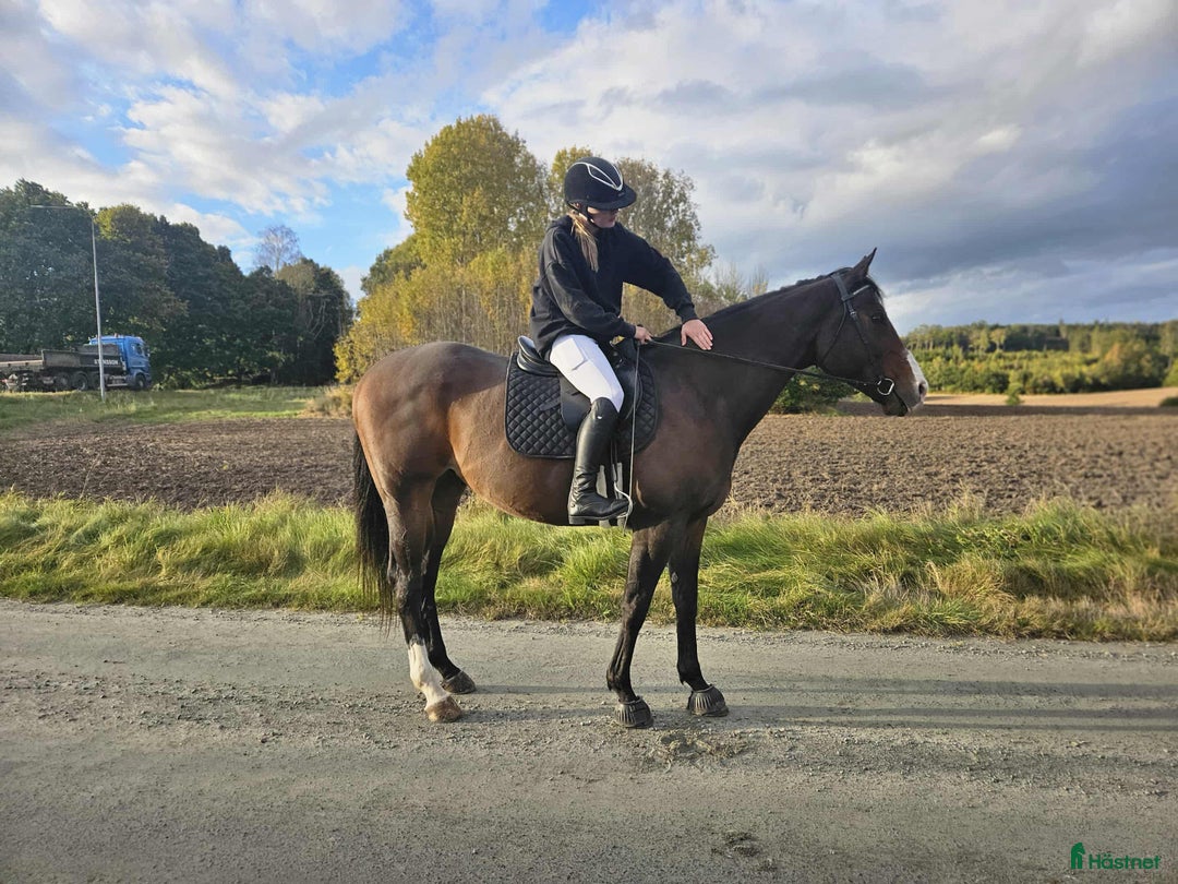 Allround hästar till salu: Zalazar – vackert fullblod med stor potential i Veddige - Annons 5