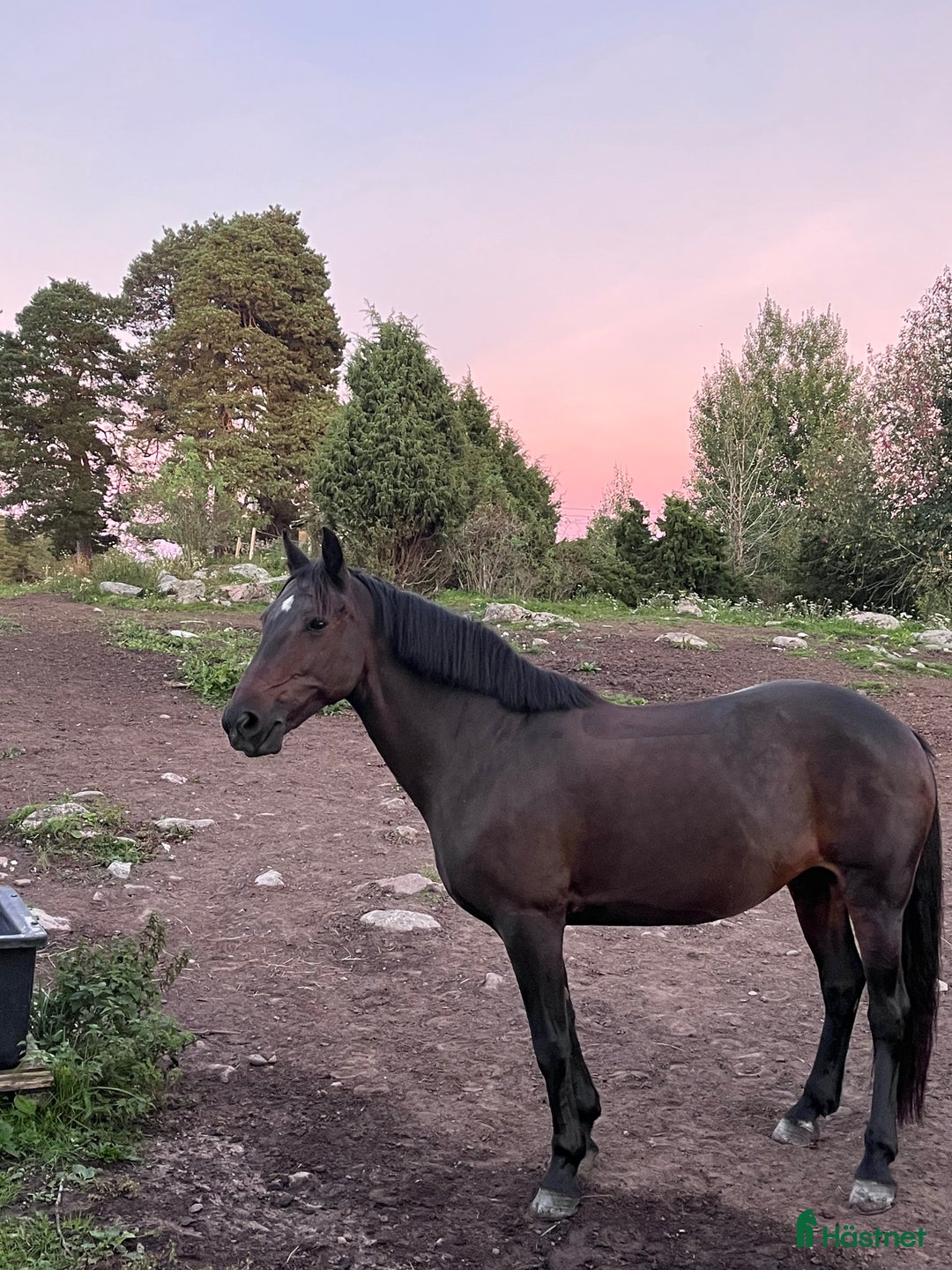 Hoppning hästar till salu: Fantastiska Snapchat i Norrtälje - Annons 3