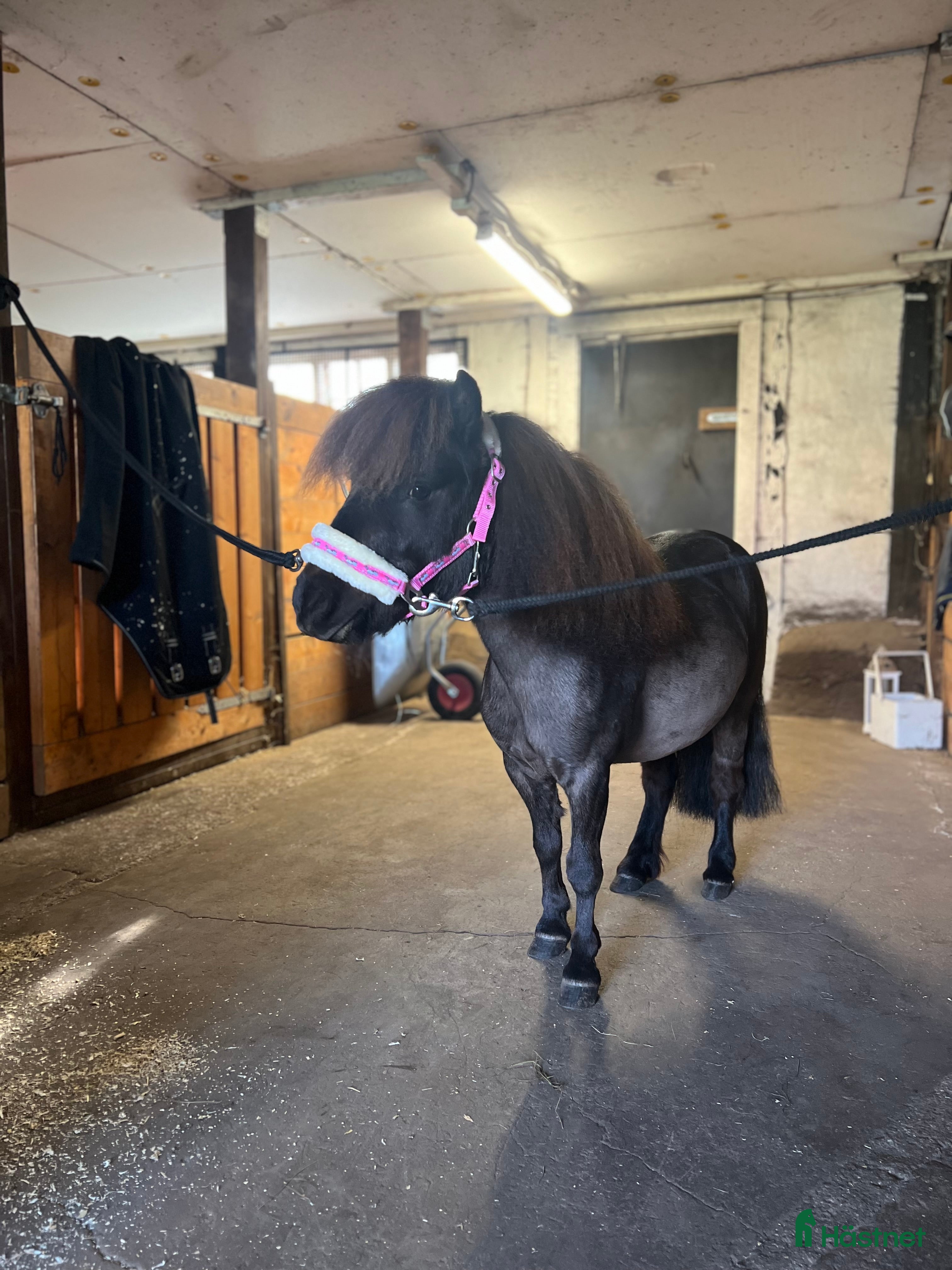  hästar Världens sötaste tjej i Värnamo - Annons 1