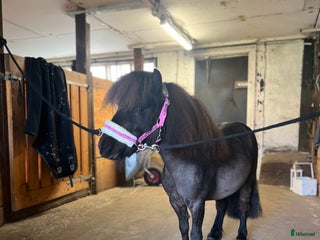 hästar Världens sötaste tjej i Värnamo - Annons 1