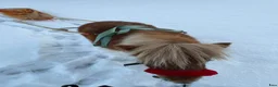 Avelshästar hästar till salu: Tillfälle - Annons 4
