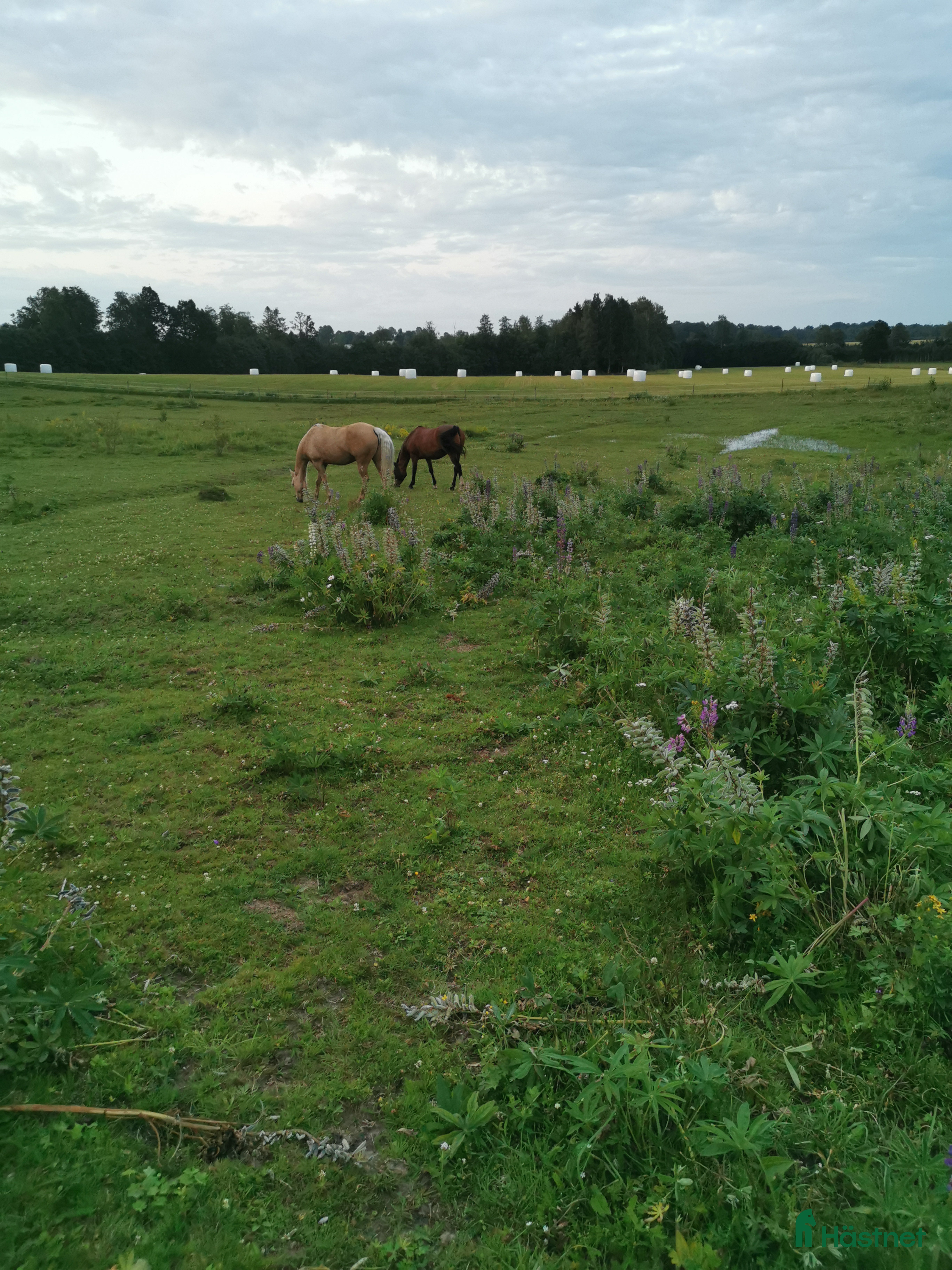 medryttarhäst finnes: Medryttare sökes - Annons 21