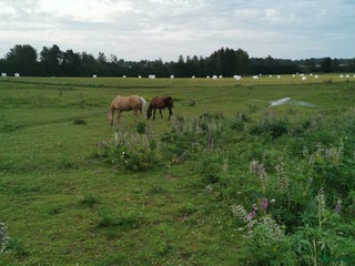 medryttarhäst finnes: Medryttare sökes i Vintrosa - Annons 20