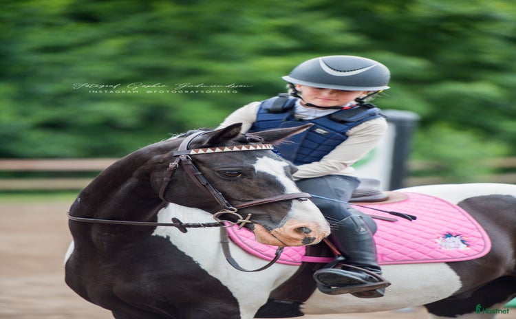  hästar i Riala - Annons 14