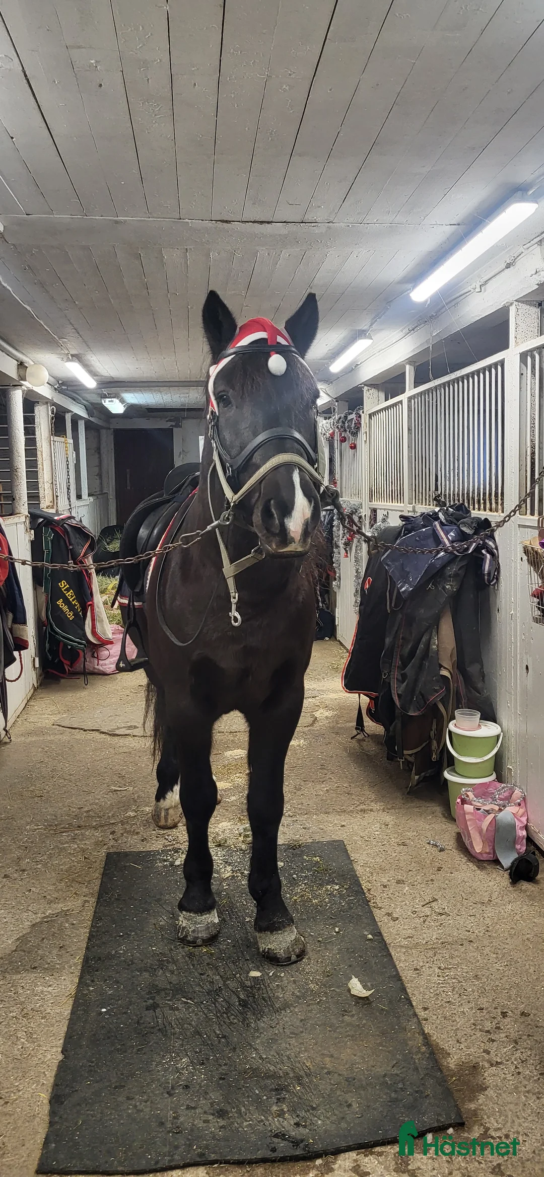 Allround hästar till salu: Kallblod i Kilafors - Annons 2