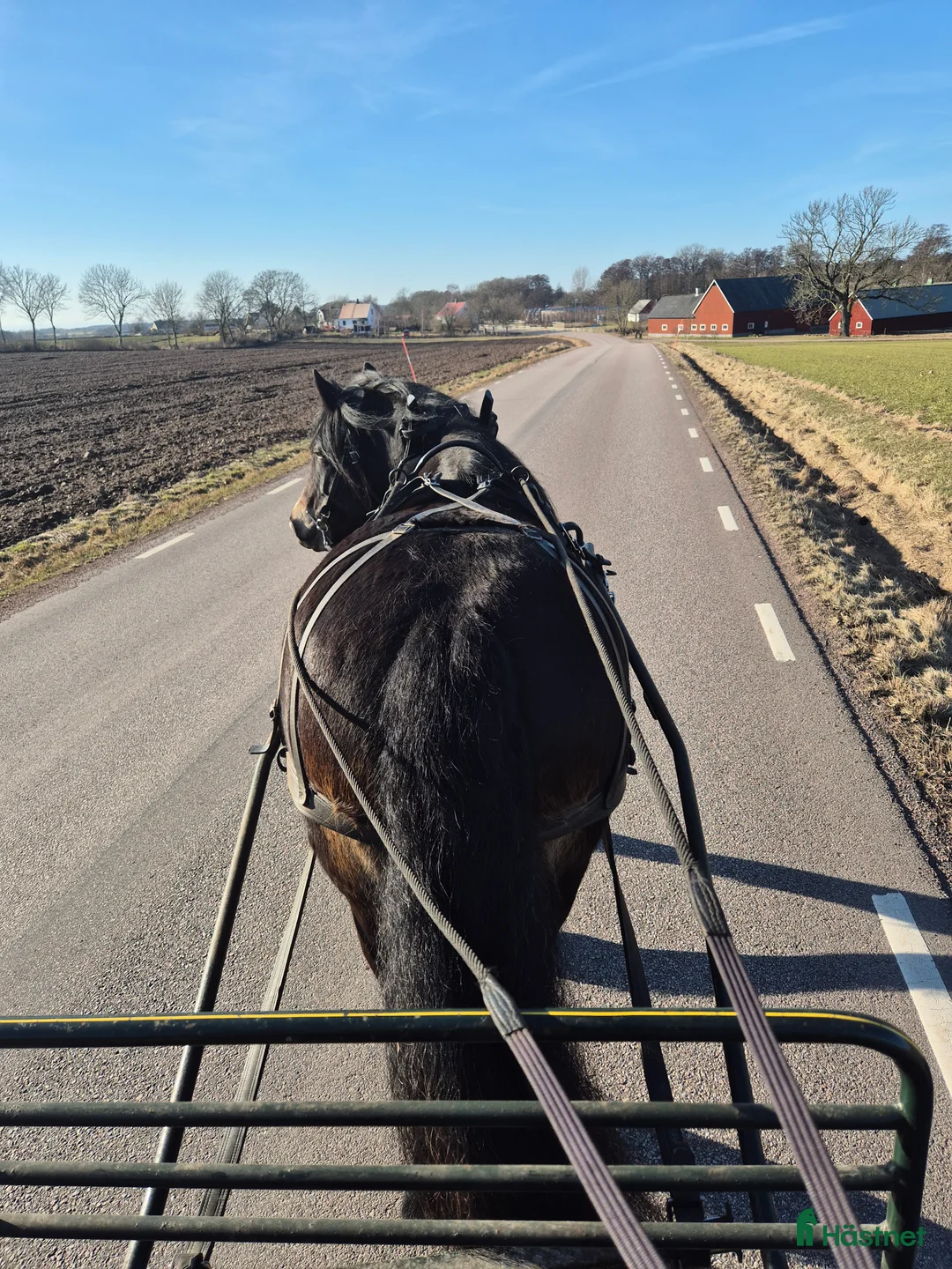Körning hästar till salu: Nordsvensk körhäst  - Annons 2