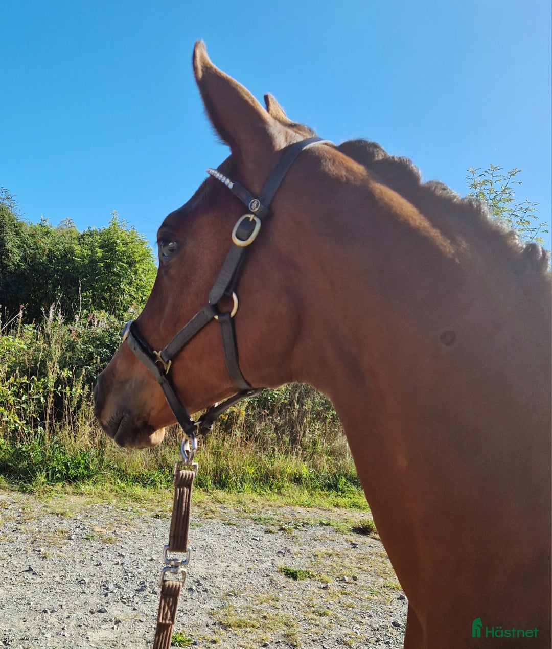 Övrigt hästar till salu: Harmoniskt stoföl  i Bruzaholm - Annons 4