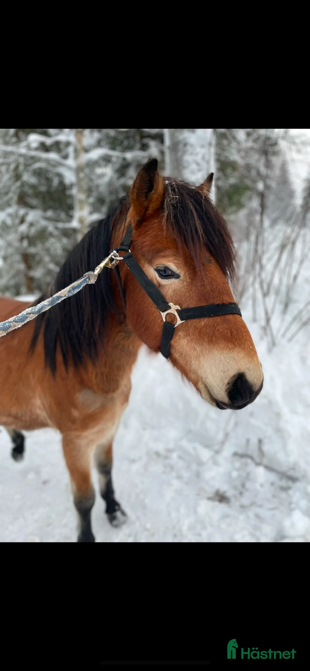 Trav hästar till salu: Fin treårig hingst utlånas till trav - Annons 1