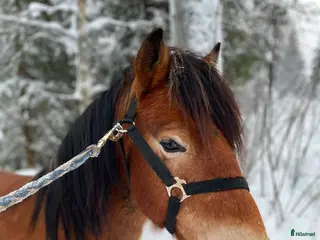 hästar Fin treårig hingst utlånas till trav - Annons 2