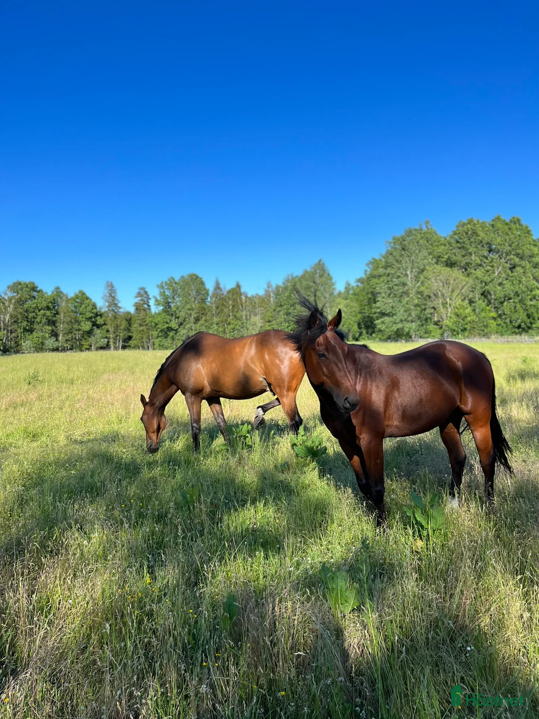 Sällskap hästar till salu: Liten storhäst söker föralltid hem i Trekanten - Annons 4