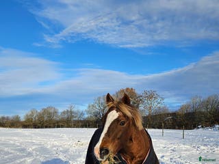 hästar Fin hobbyhäst! i Billesholm - Annons 5