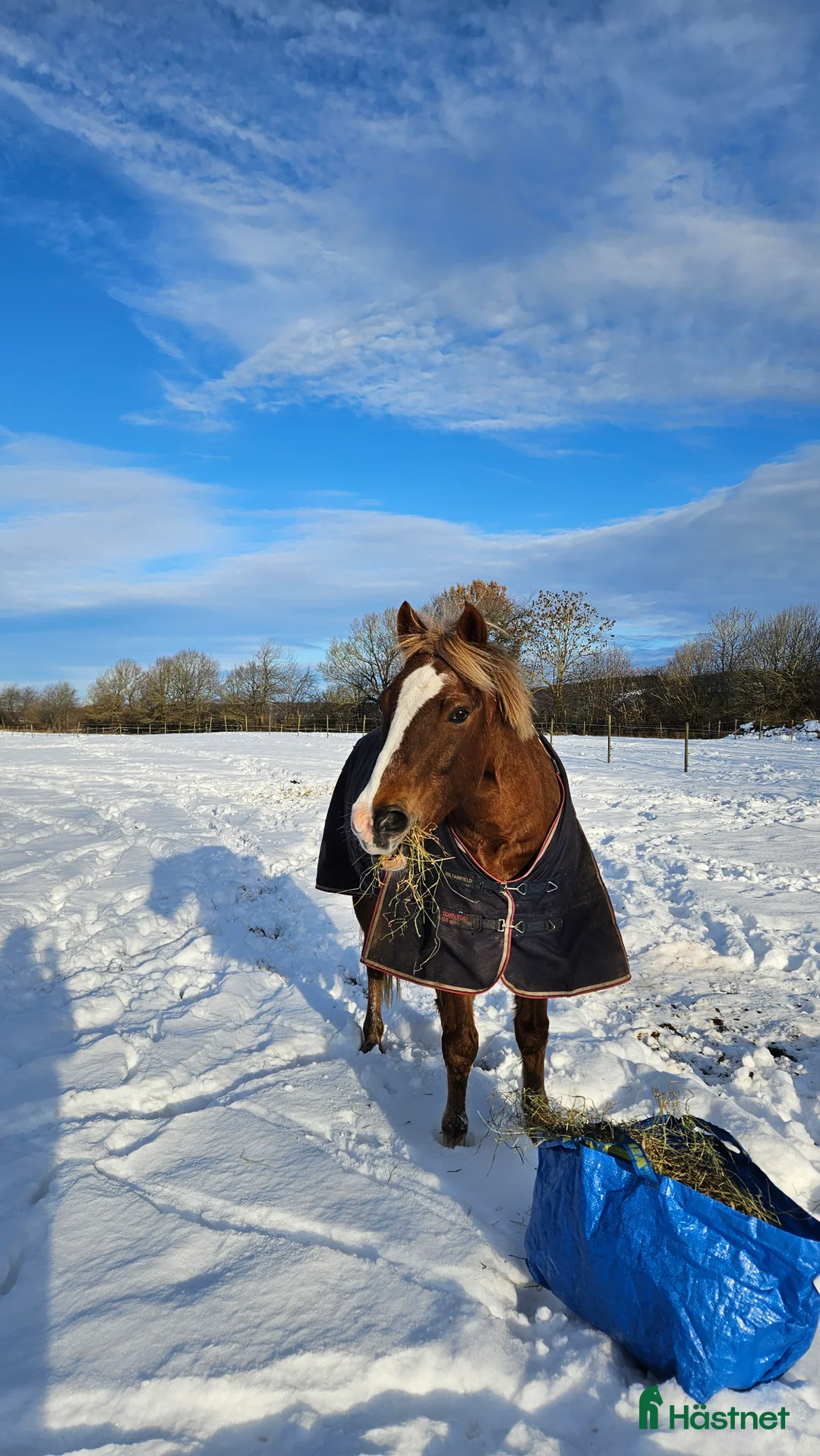 Allround hästar till salu: Fin hobbyhäst! i Billesholm - Annons 1