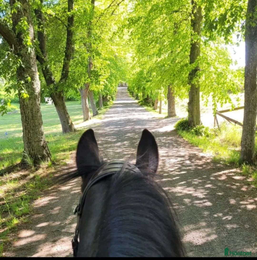  stallplats finnes: Box ledig på Almare Stäket! - Annons 2