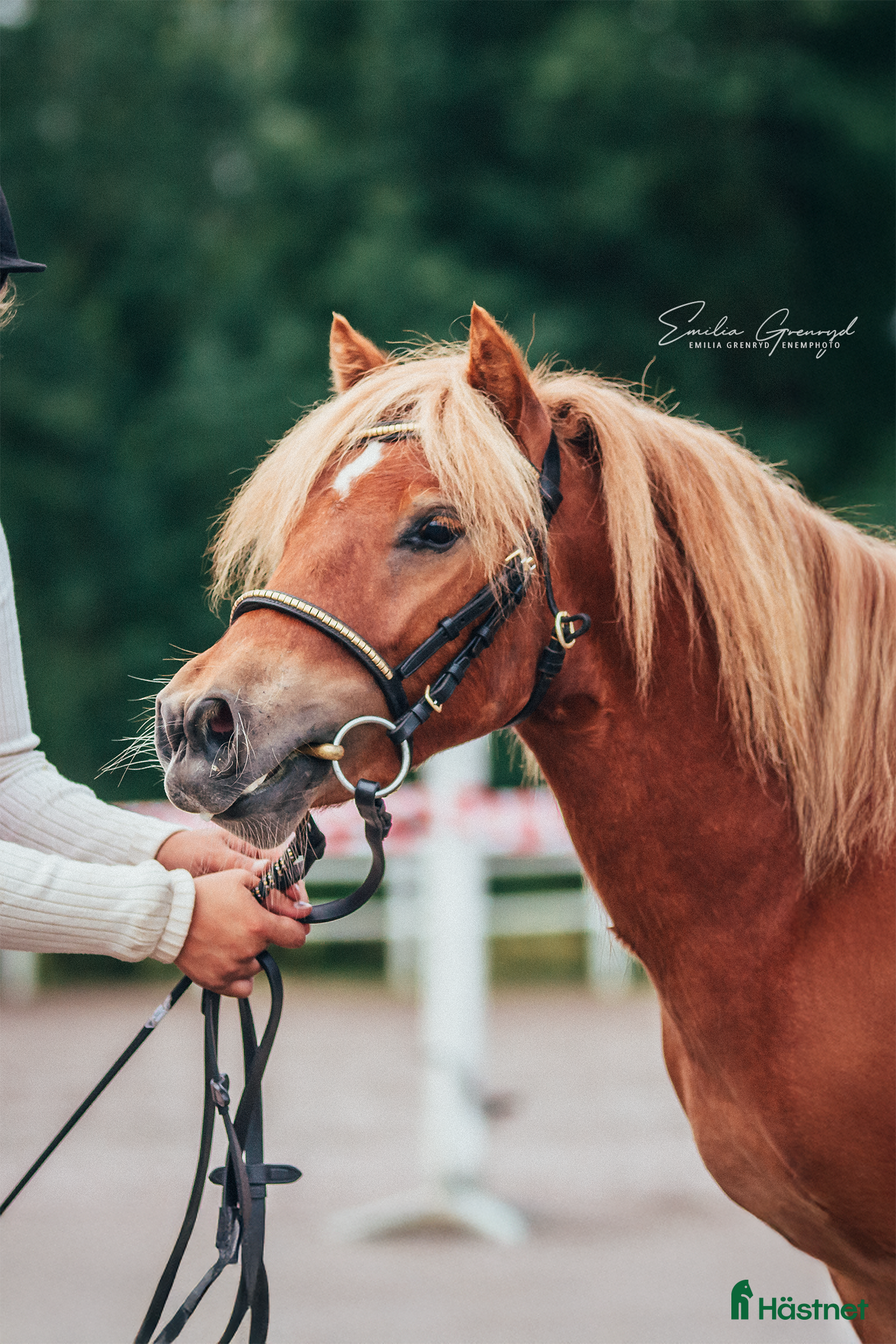  hästar 2 års hingst  i Hallsberg - Annons 22