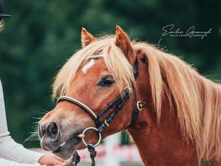 hästar 2 års hingst i Hallsberg - Annons 18