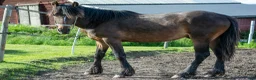 Trav hästar till salu: Avelschansad topphingst - Annons 3