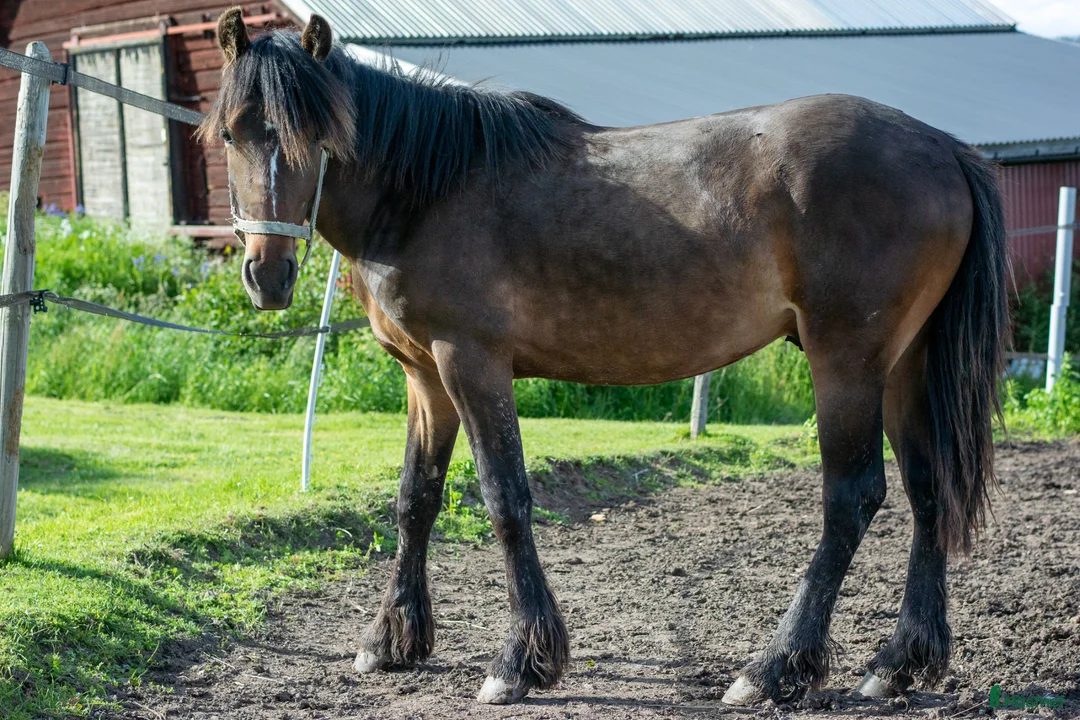 Trav hästar till salu: Avelschansad topphingst - Annons 3
