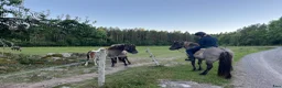 Island hästar till salu: Snäll men känslig valack - Annons 4