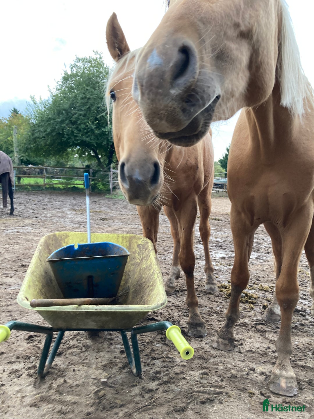  hästjobb finnes: Söker ett litet deltidsjobb - Annons 1