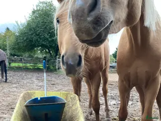 hästjobb Söker ett litet deltidsjobb - Annons 11