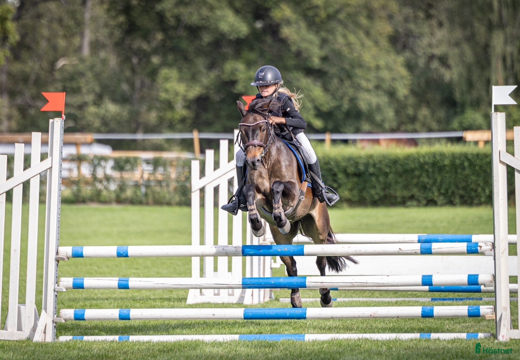  hästar Fantastisk B-ponny Welsh – tävlingsponny - Annons 13