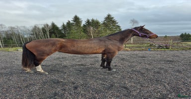  hästar i Ludvika - Annons 16