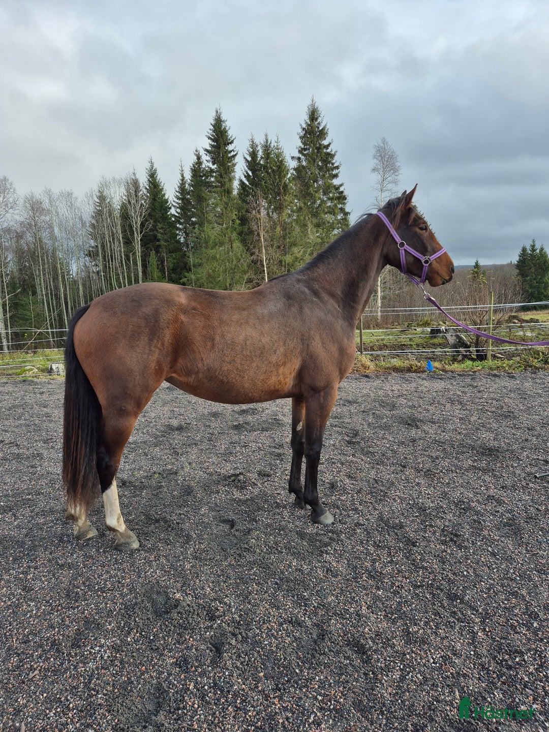 Allround hästar till salu: Sto med utvecklingspotential i Ludvika - Annons 2