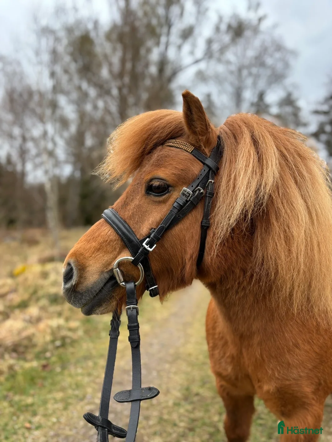 Träns hästutrustning till salu: Shettis träns - Annons 2