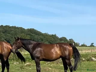 hästar Avelssto i Kågeröd - Annons 8