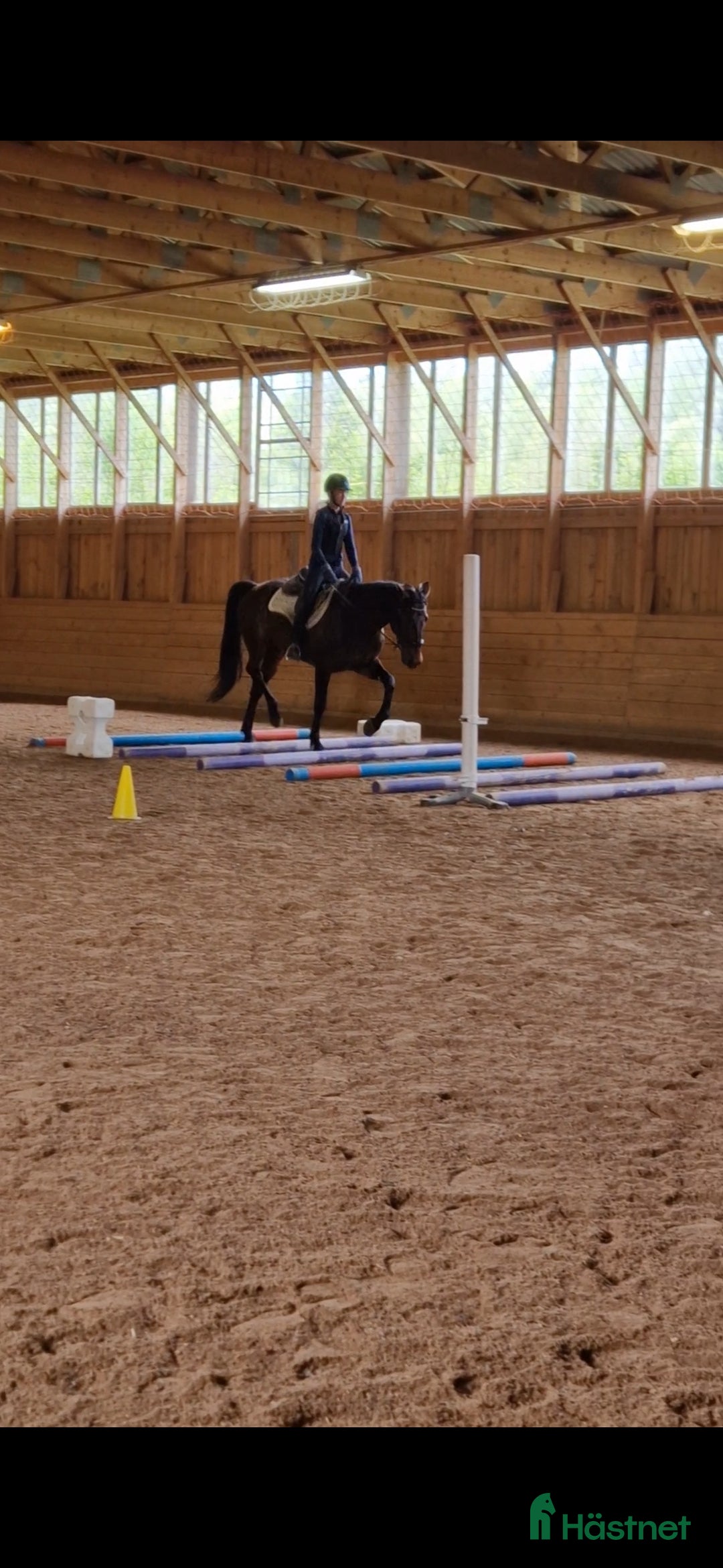 Allround hästar till salu: Världens snällaste kille  i Gränna - Annons 5