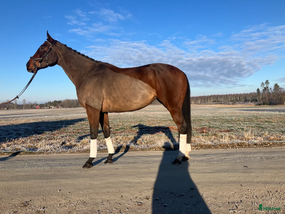 Allround hästar till salu: Mor/ dotter häst / bästa vän  i Skara - Annons 3