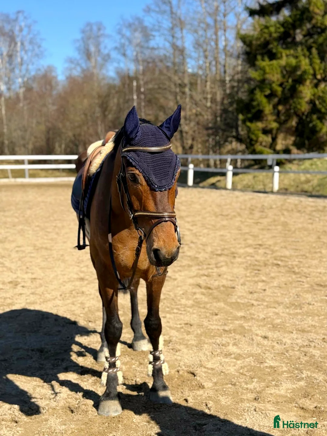 Allround hästar till salu: Lovande ponny för ungponnyklasser-även verksamhet  - Annons 1