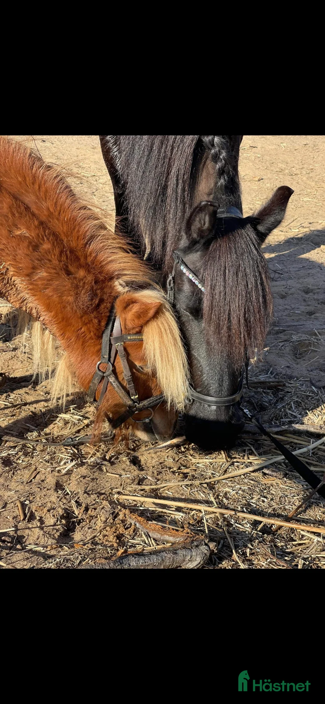 Allround hästar till salu: Underbart friesersto  - Annons 4